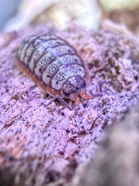 Porcellionides virgatus “Big Pine Key” isopods