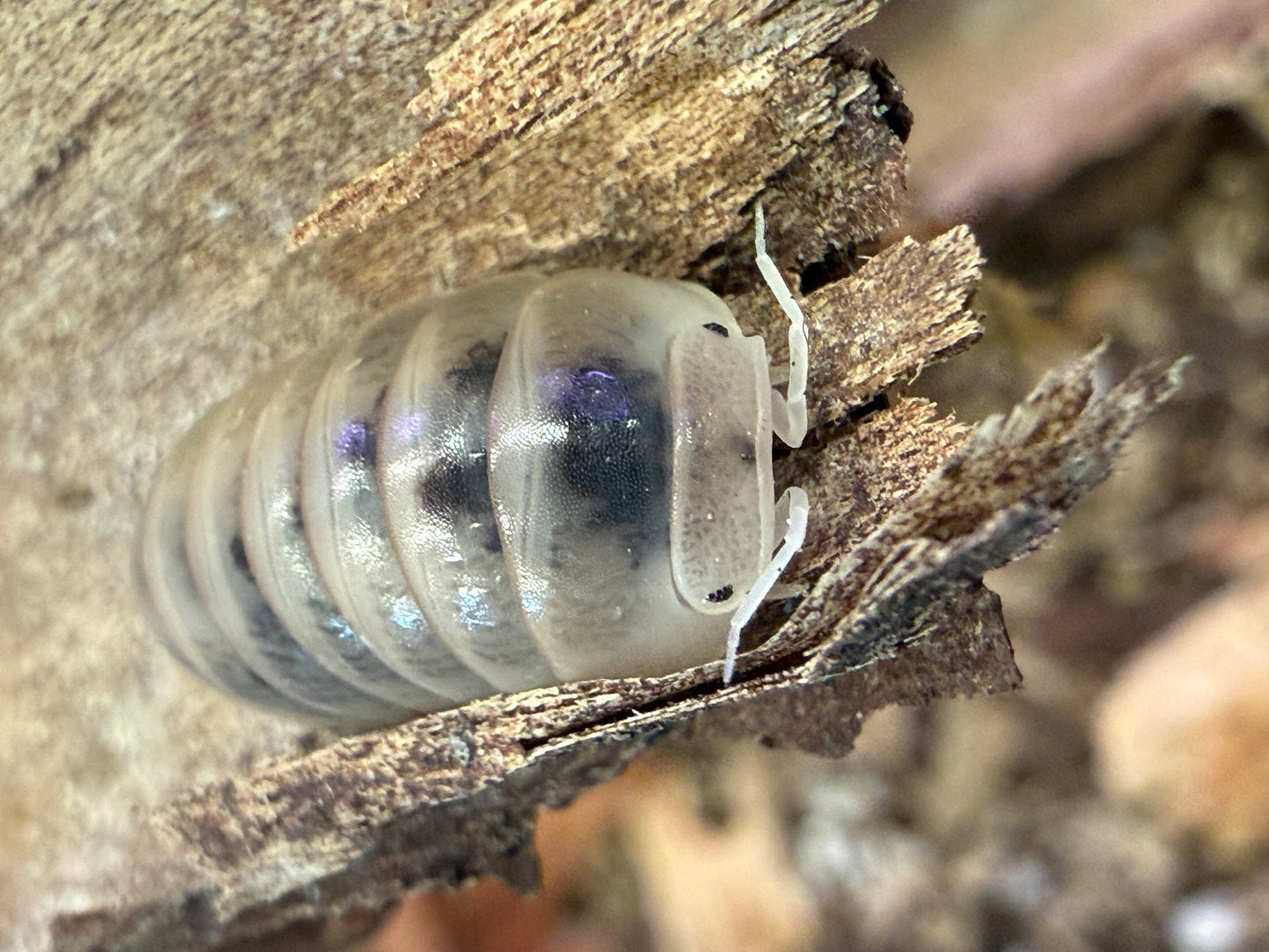 Armadillo officinalis “Dalmatian” isopods