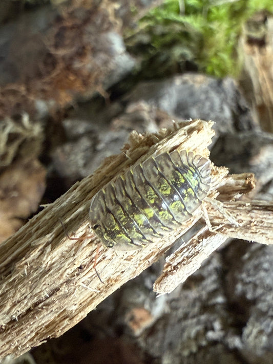Troglodillo sp. “green spot” isopods (10+ count)