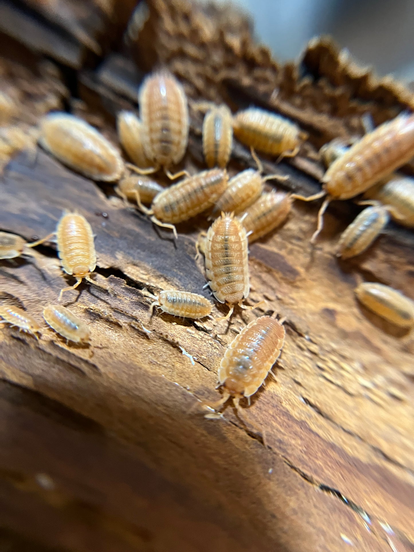 Porcellio scaber "orange ember" isopods AFTER SHOW SALE