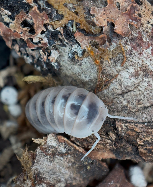 Armadillo officinalis “Dalmatian” isopods