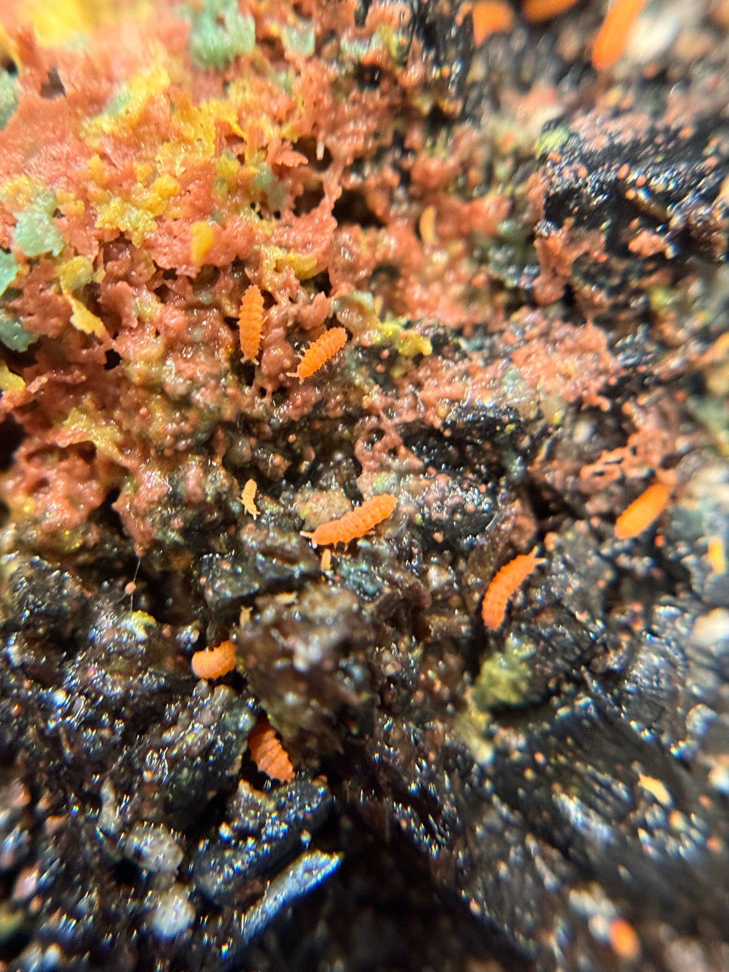 Neanura growae "Florida orange" springtails AFTER SHOW DEAL