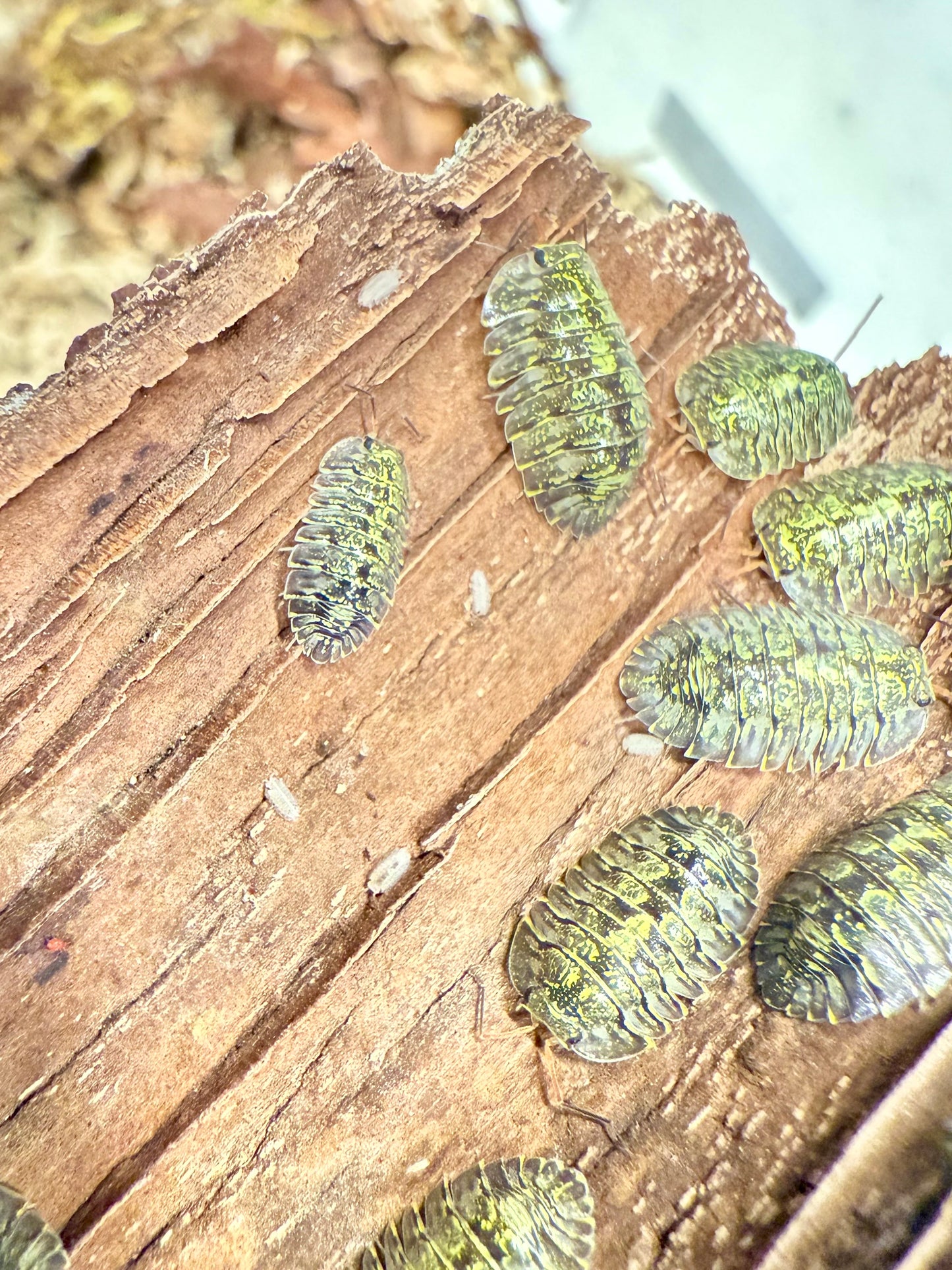 Troglodillo sp. “green spot” isopods (10+ count)