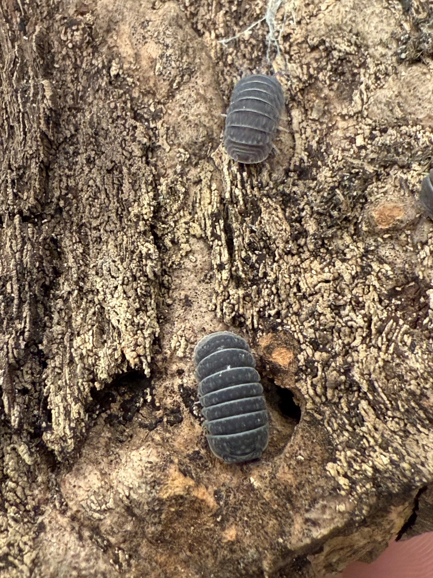 Armadillo tuberculatus isopods (10+ count)