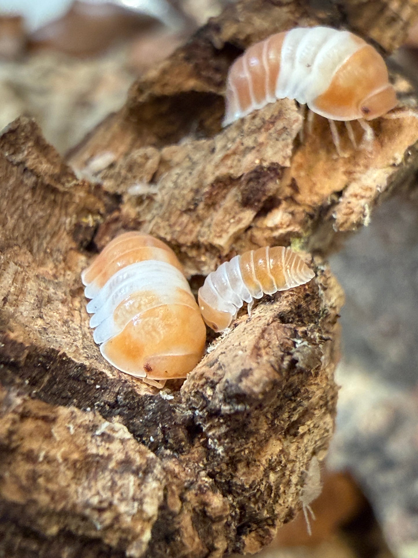 Cubaris sp. "red panda" isopods (10+ count)