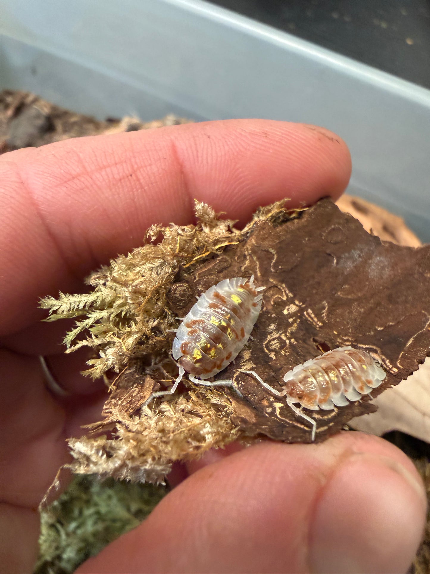 Oniscus asellus "orange Mardi Gras" isopods (10+ count)