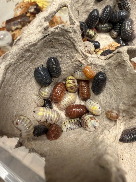 Armadillidium vulgare "gem mix" isopods