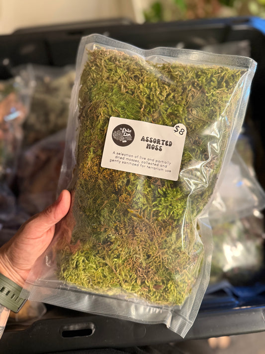 Assorted Moss