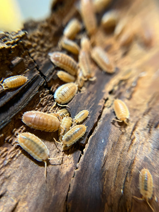 Porcellio scaber "orange ember" isopods (12+ count)