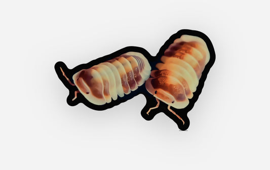 Cappuccino Sticker