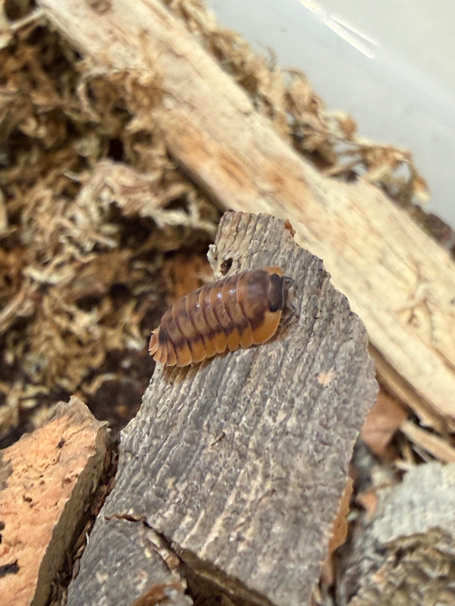 Cubaris. sp. "Red Tiger" isopods (10+ count)