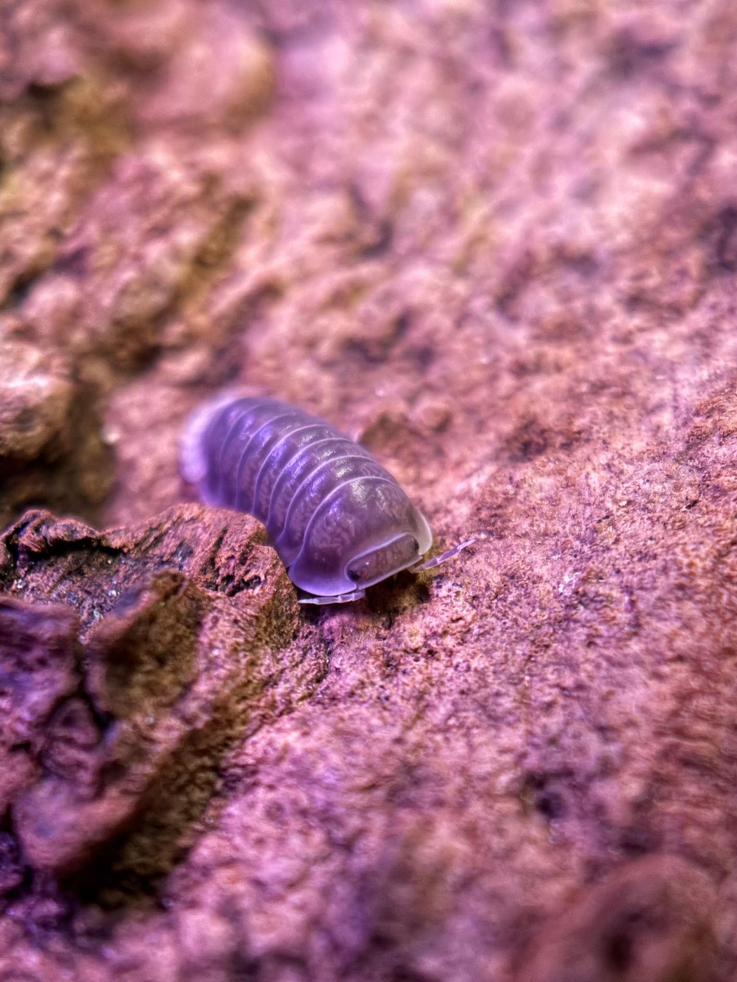 Cubaris sp. “White Side” isopods AFTER SHOW DEAL