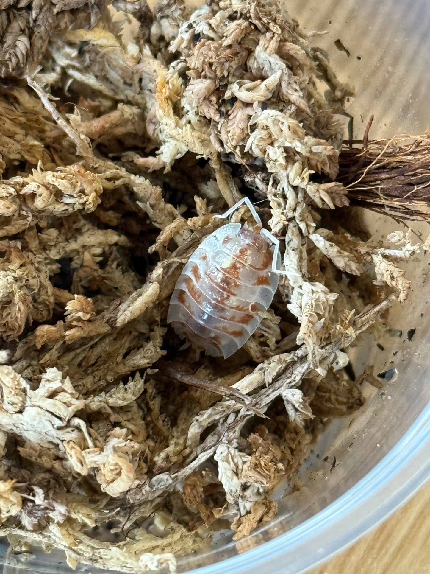 Oniscus asellus "orange Mardi Gras" isopods (10+ count)