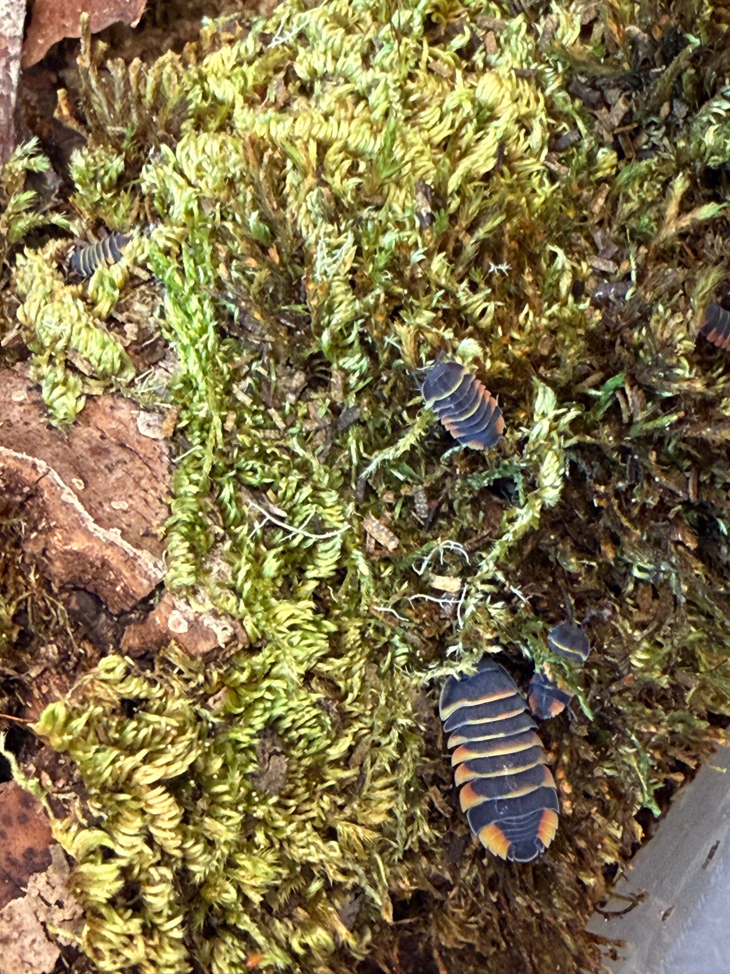 Ardentiella sp. "Ember Bee" isopods (6+ count)