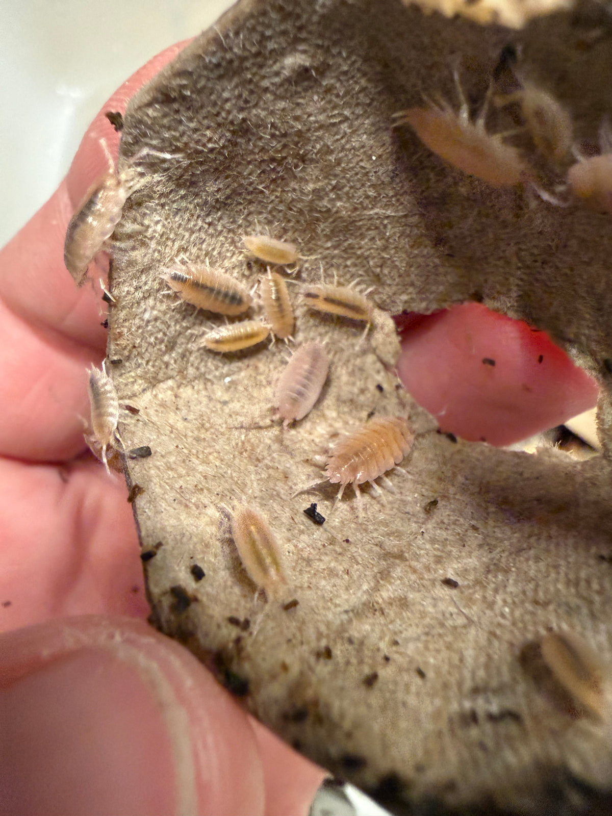 Porcellionides pruinosus “powder pink” isopods (12+ count)