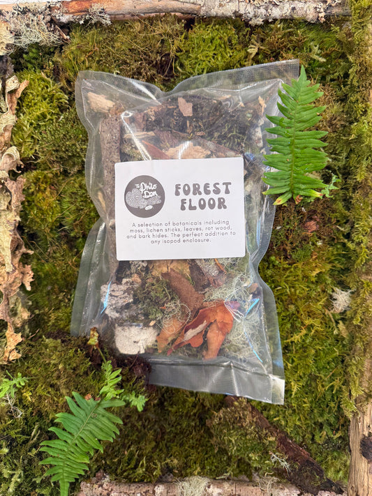 Forest Floor