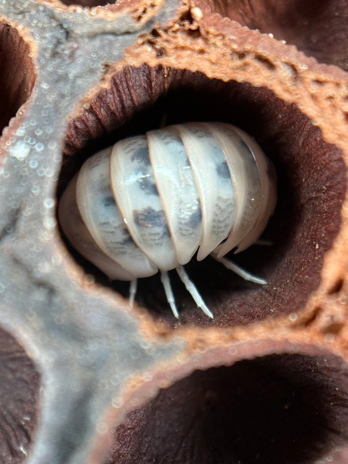 Armadillo officinalis “Dalmatian” isopods