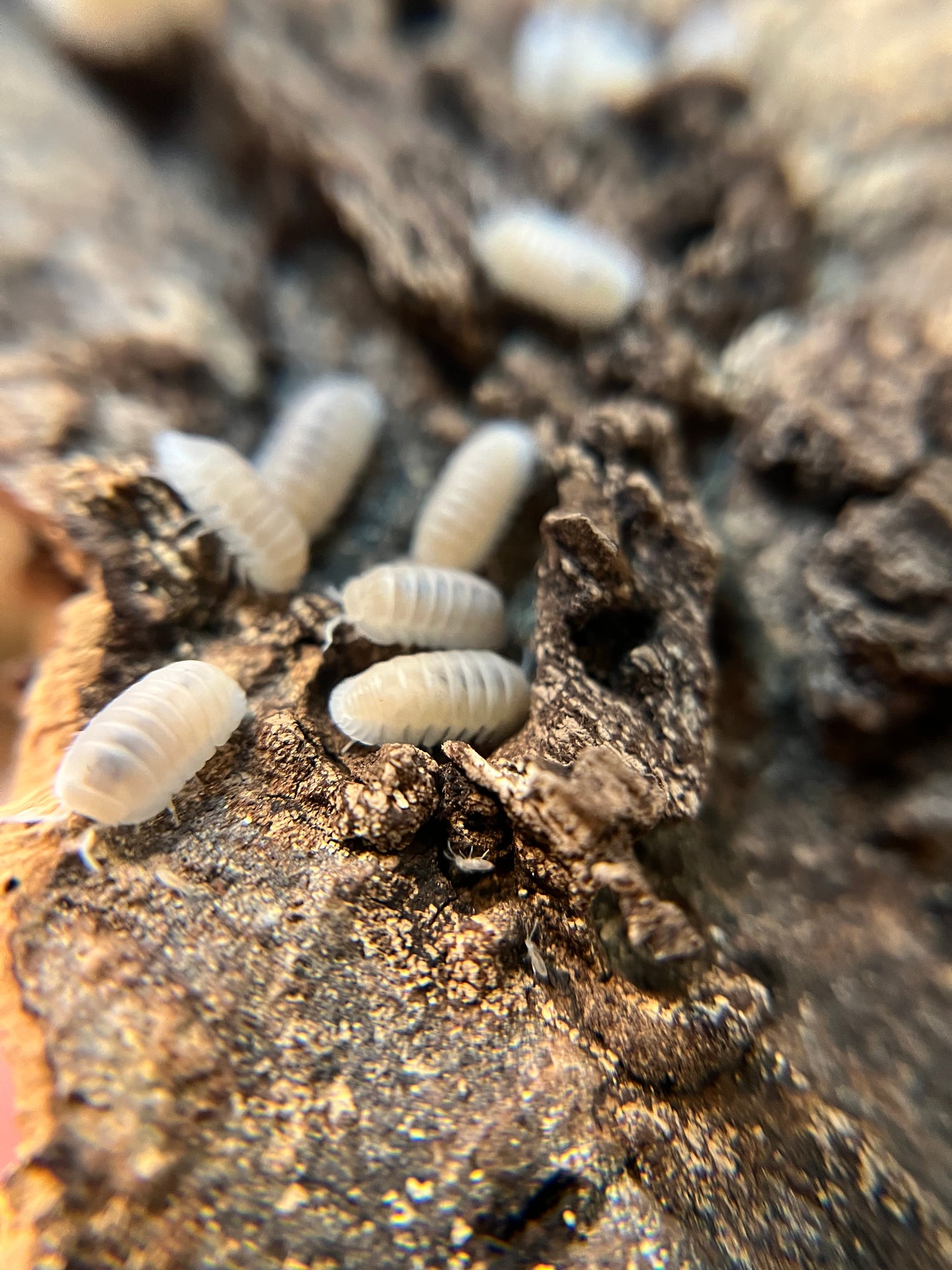 Cubaris murina “glacier” isopods (12+ count)