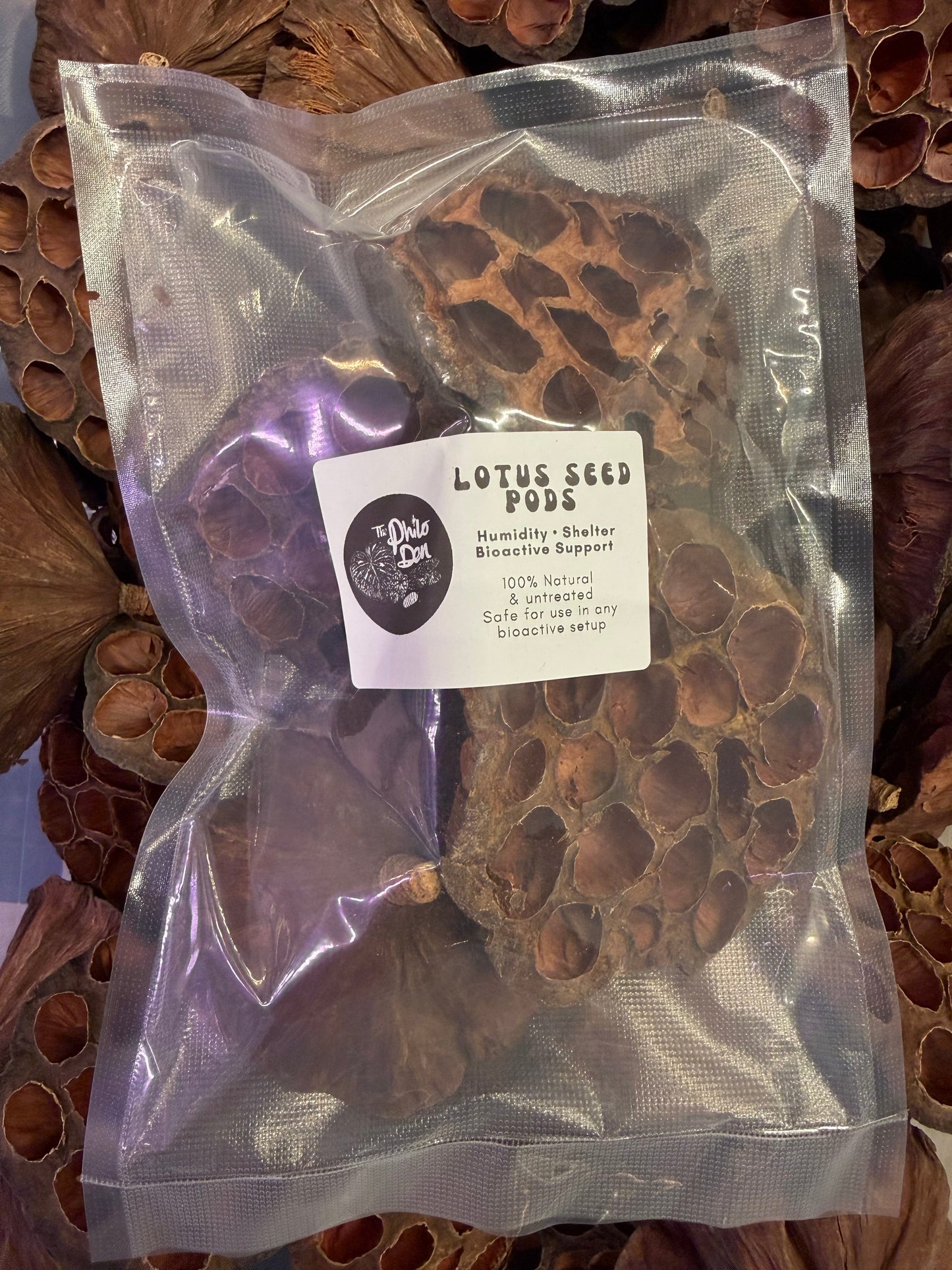 Lotus Seed Pods
