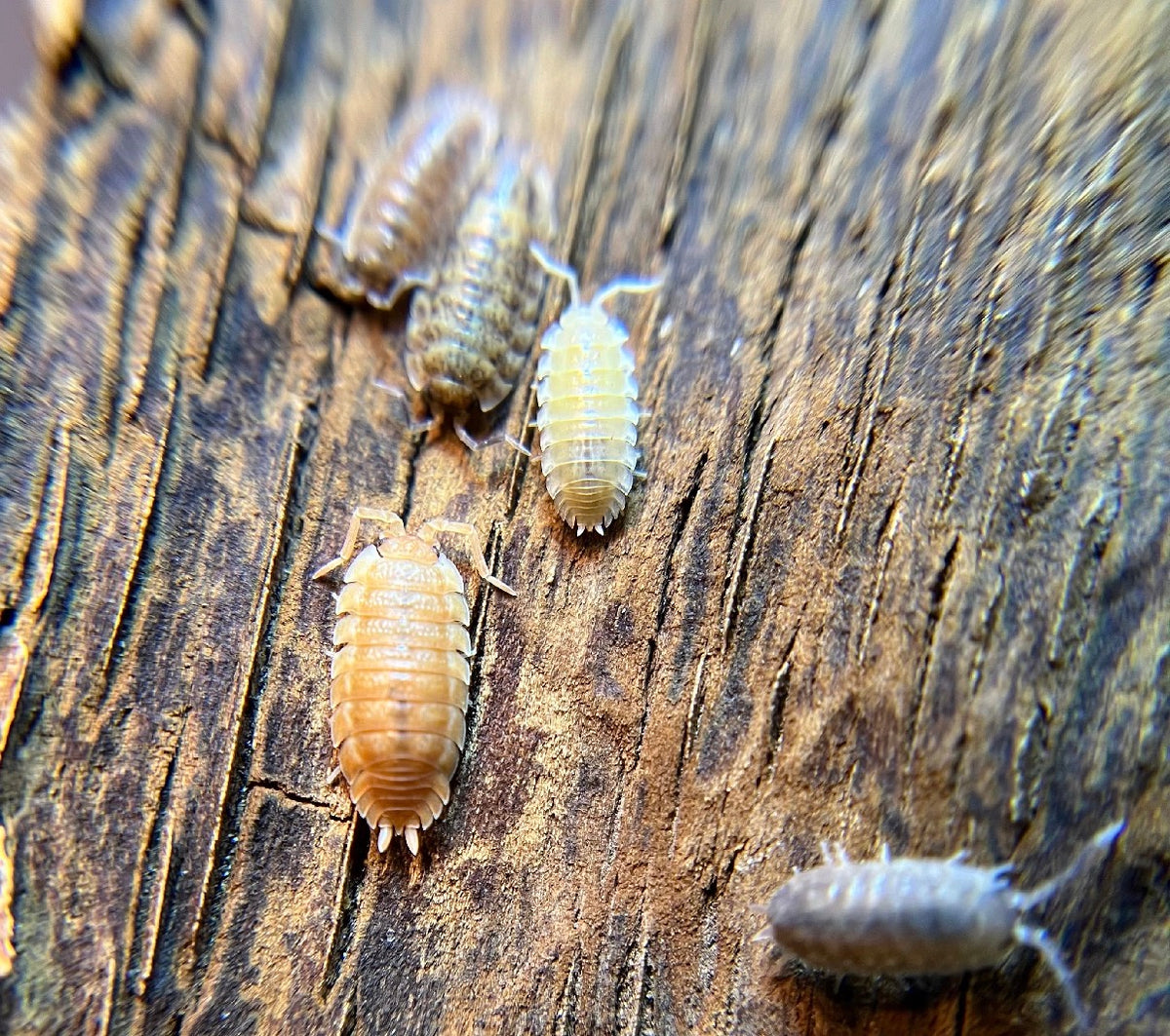 Armadillidium vulgare "gem mix" isopods