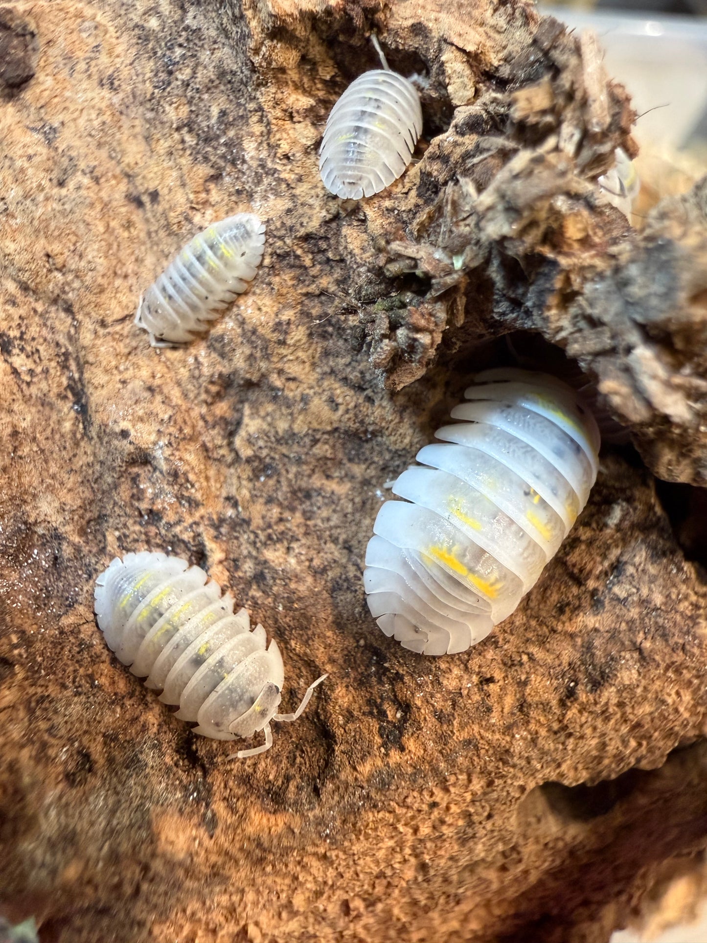 Armadillidium granulatum “magic potion” isopods (12+ count)