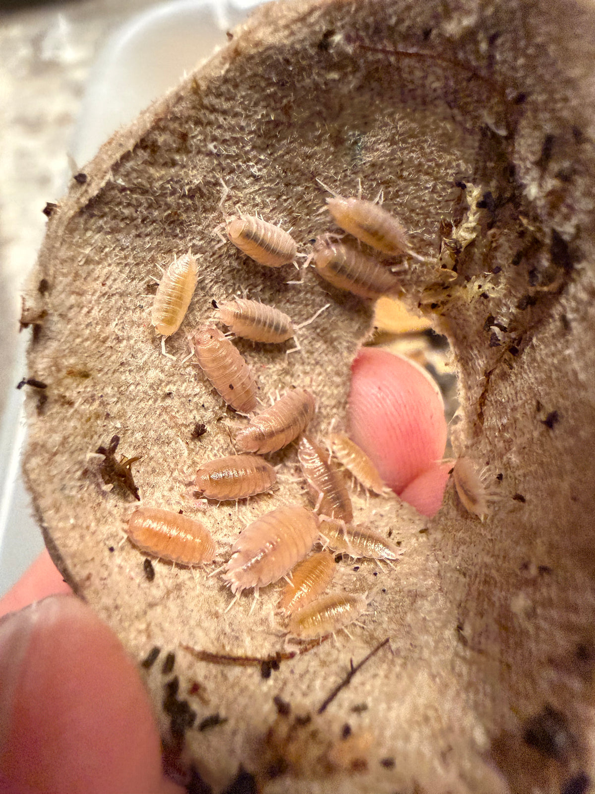 Porcellionides pruinosus “powder pink” isopods (12+ count)