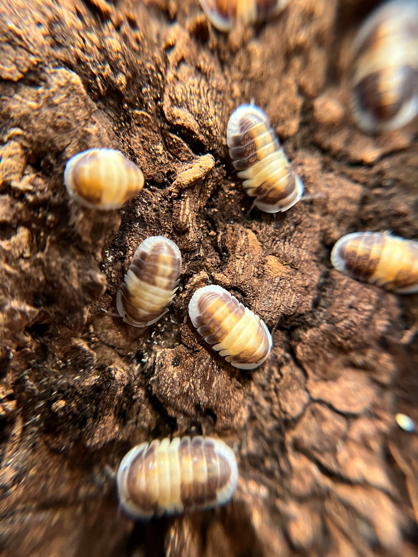 Cubaris sp. "cappuccino" isopods (10+ count)