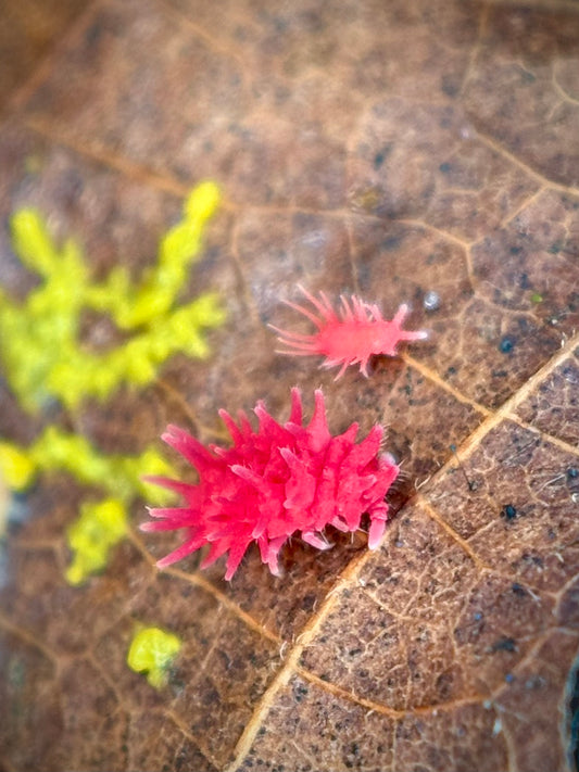 Rambutanura sp. “Red Spiky” Springtails (Vietnam)