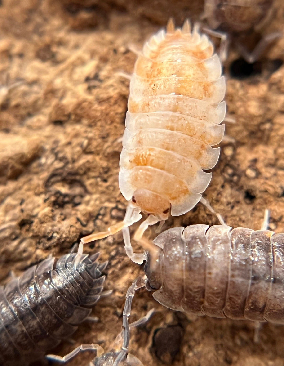 Armadillidium vulgare "gem mix" isopods