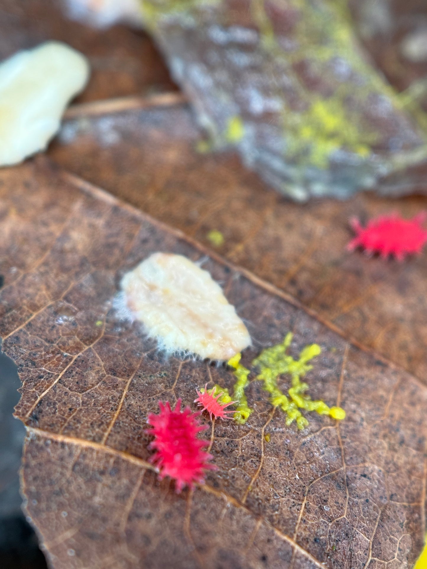 Rambutanura sp. “Red Spiky” Springtails (Vietnam)