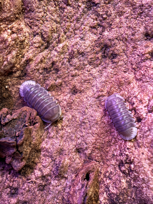 Cubaris sp. “White Side” isopods