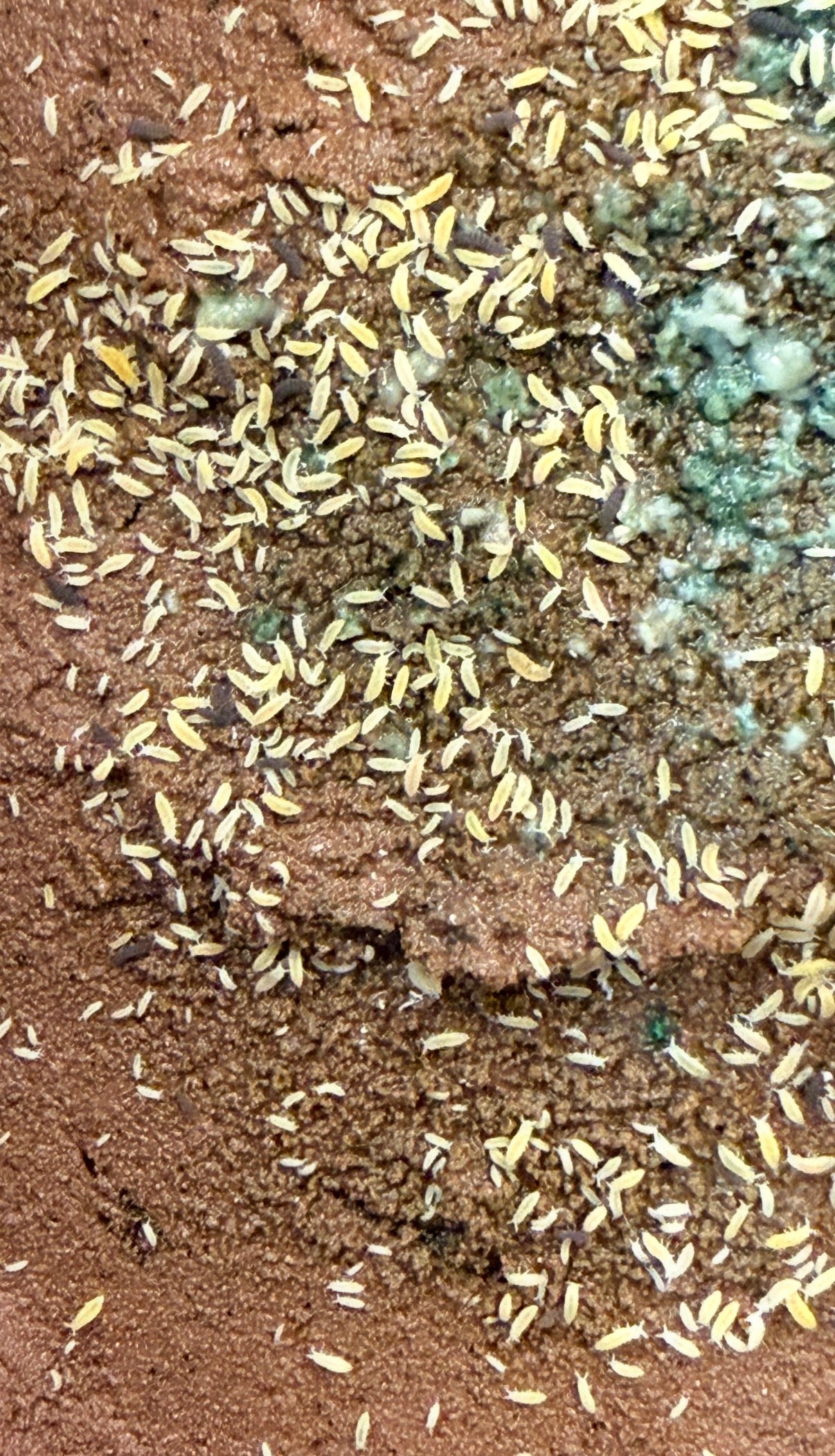 Ceratophysella sp. "Albino" (Yellow) AFTER SHOW DEAL