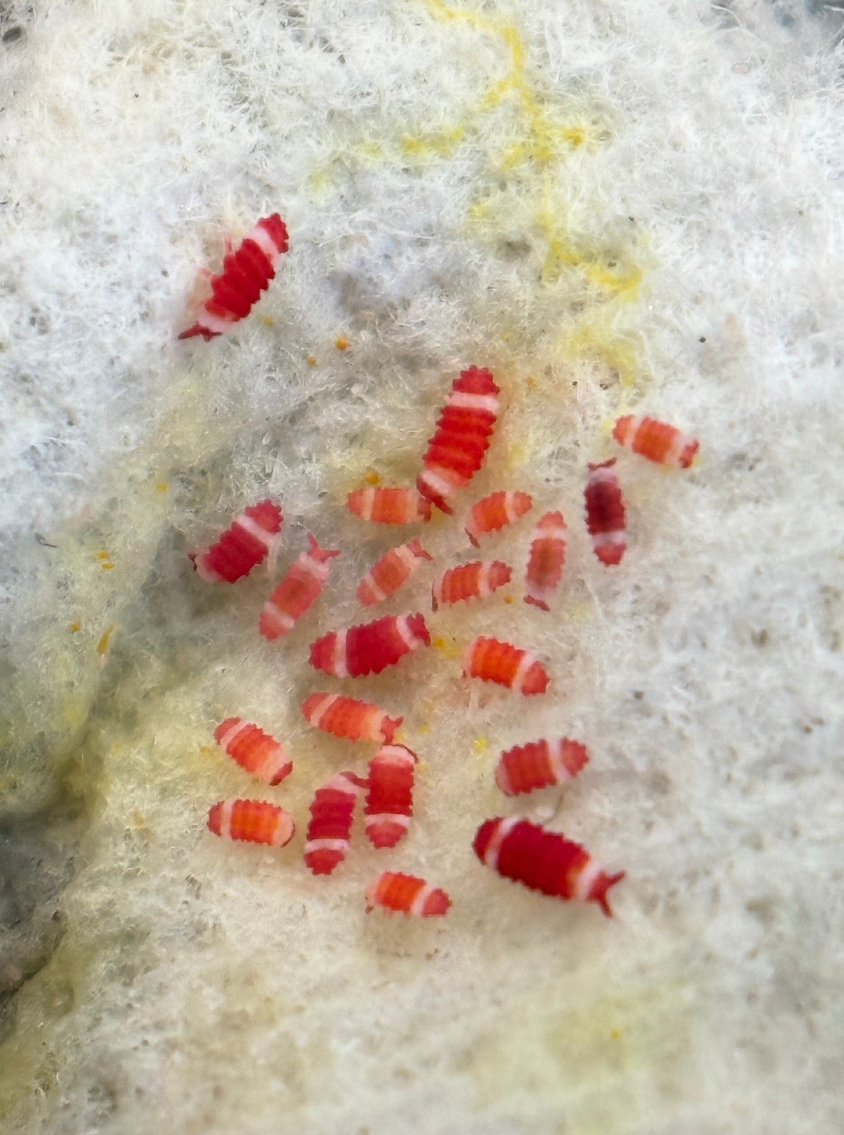 Neanuridae sp. "Santa Claus" (Redford White)