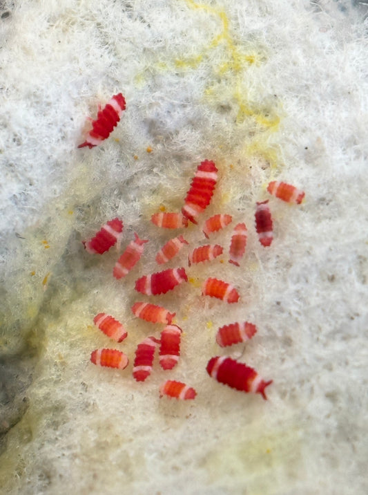 Neanuridae sp. "Santa Claus" (Redford White)