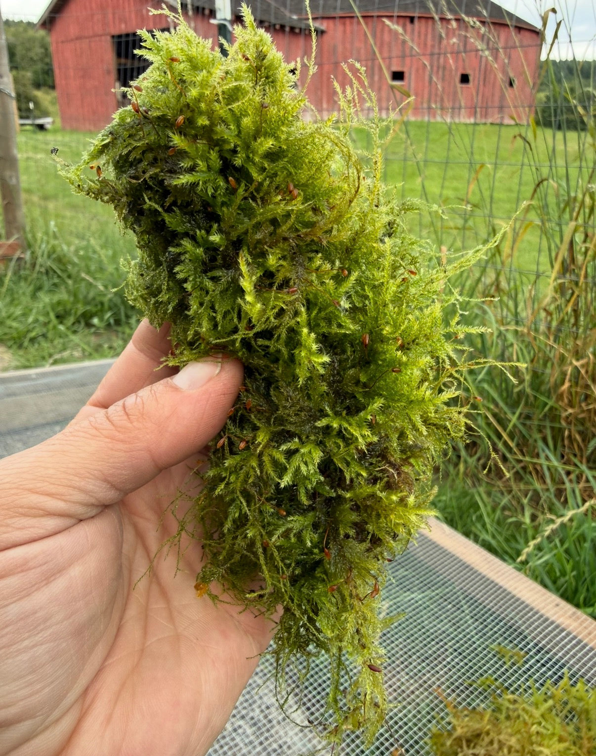 Living Moss with Springtails