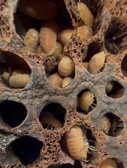 Cubaris murina "anemone" isopods (12+ count)