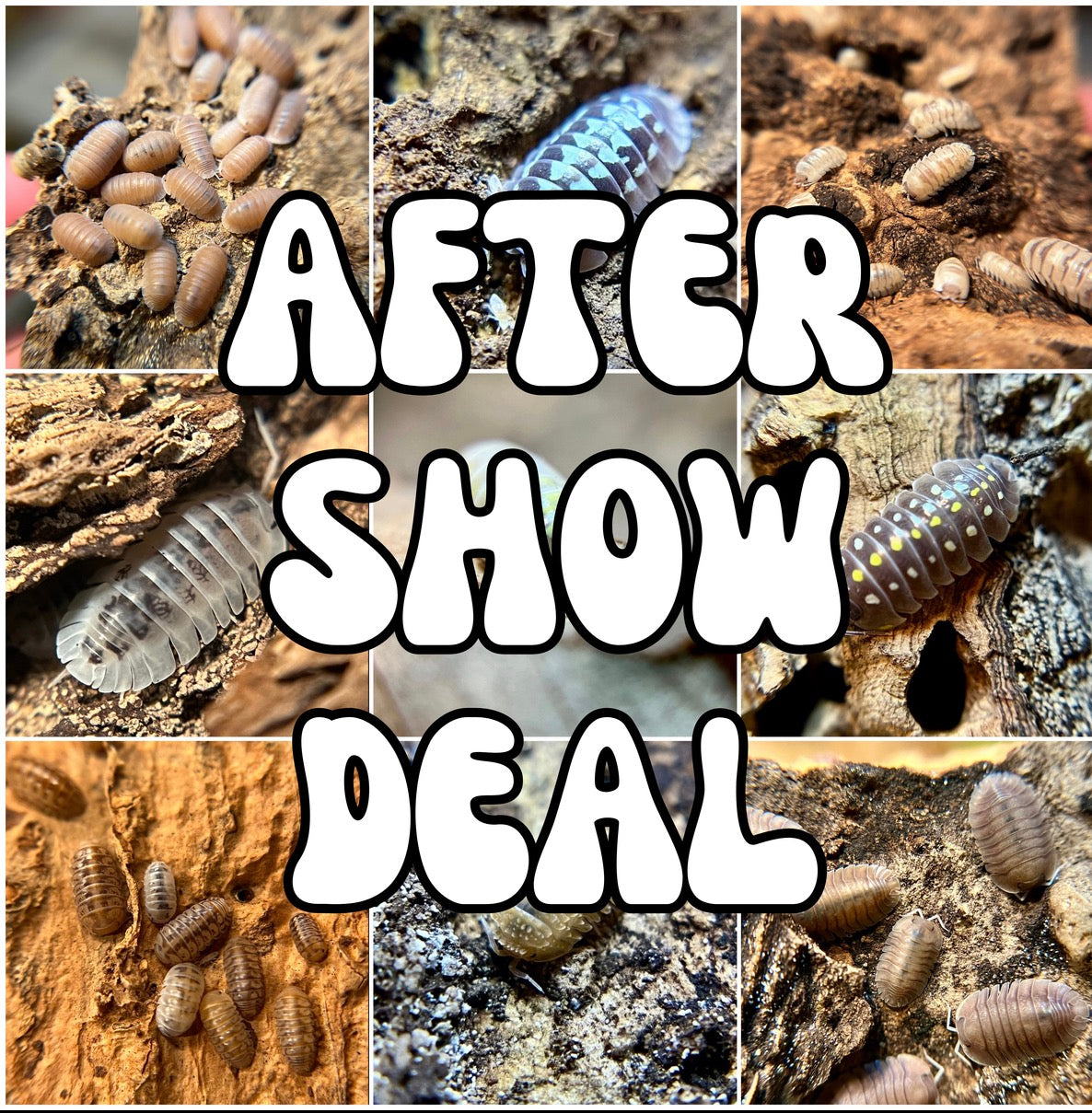 Porcellionides pruinosus “party mix” isopods AFTER SHOW DEAL