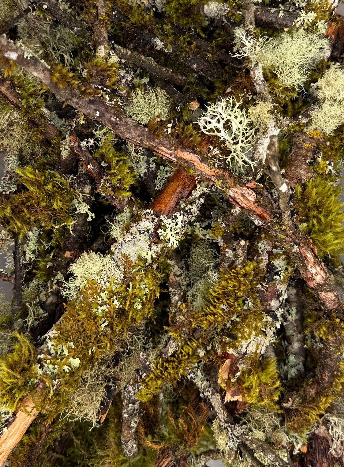 Assorted Moss & Lichen Covered Sticks