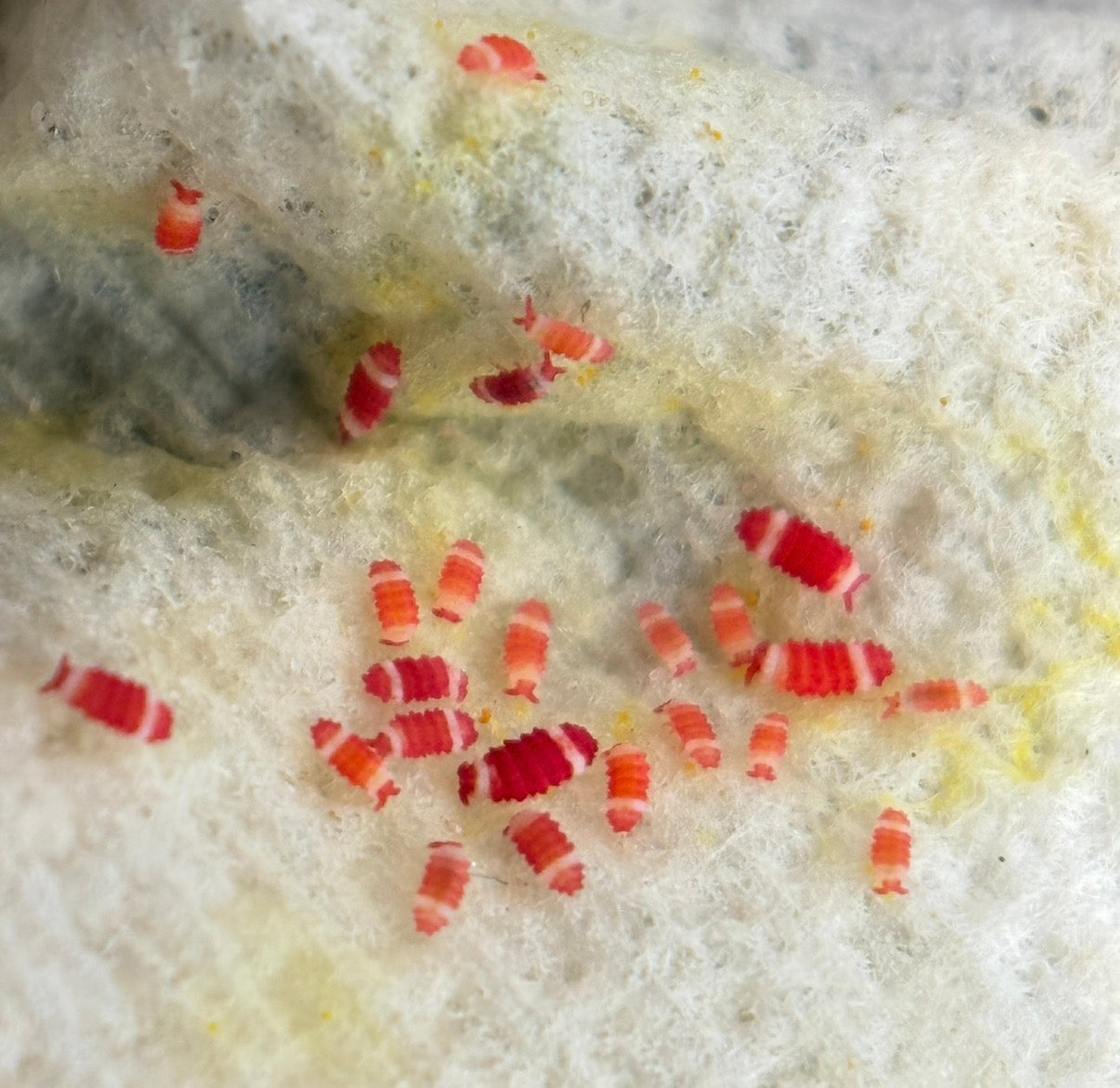 Neanuridae sp. "Santa Claus" (Redford White)