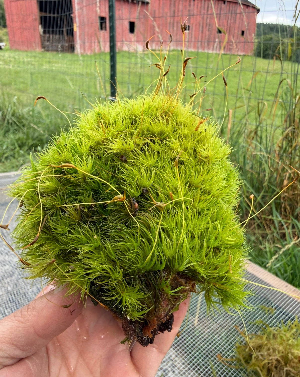 Living Moss with Springtails