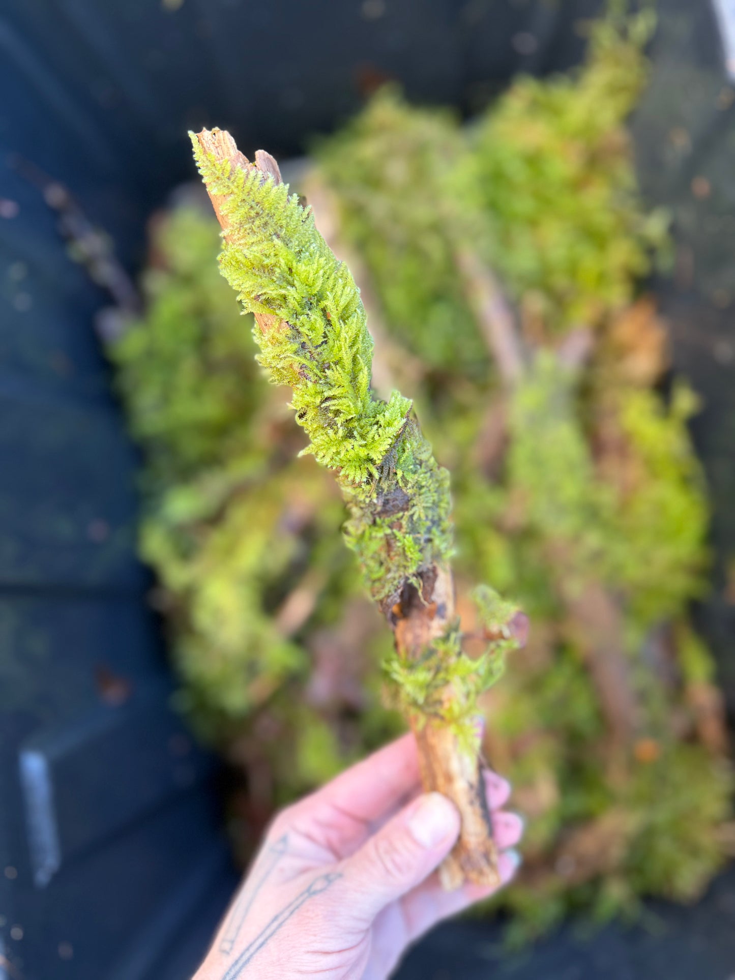 Assorted Moss Covered Sticks