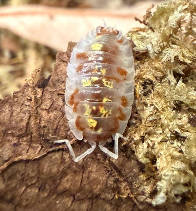 Oniscus asellus "orange Mardi Gras" isopods (10+ count)