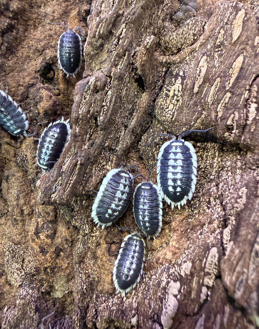 Porcellio flavomarginatus isopods (10+ count)