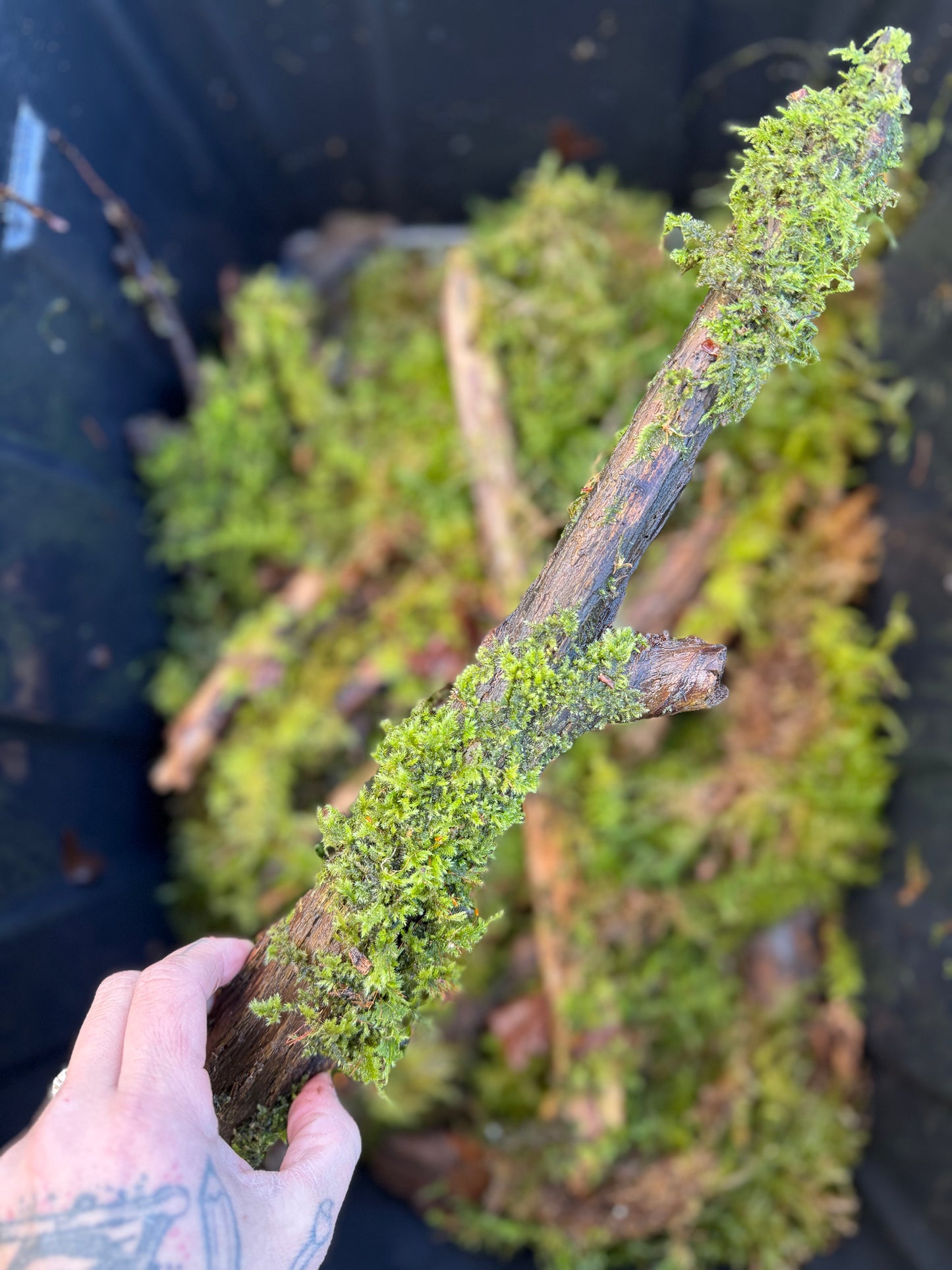 Assorted Moss Covered Sticks