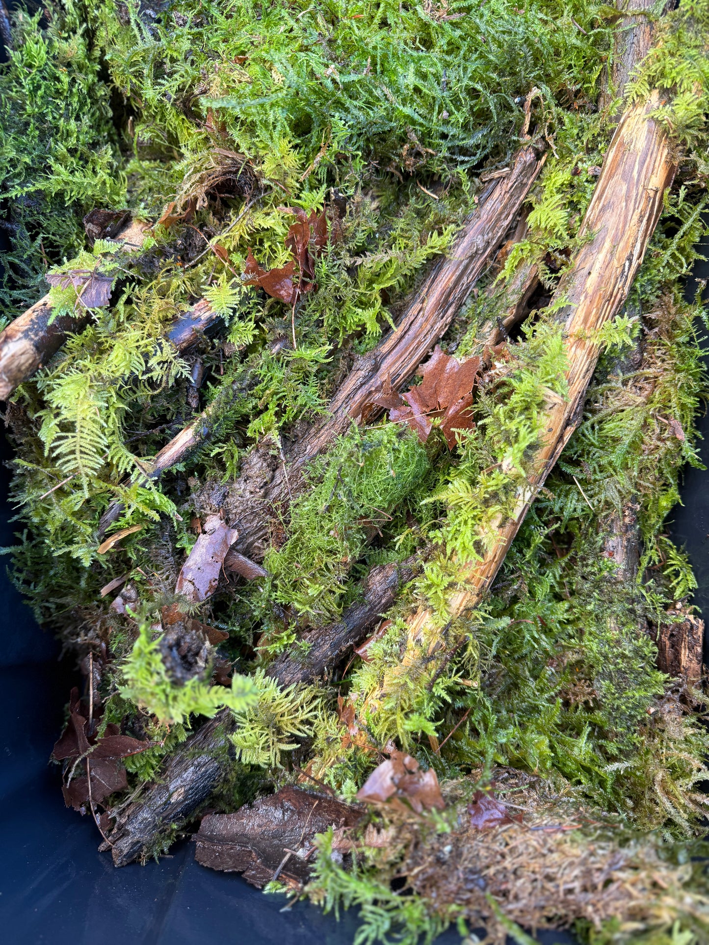 Assorted Moss Covered Sticks