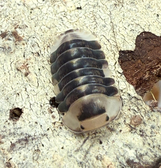 Cubaris sp. “White Ducky” isopods (10+ count)