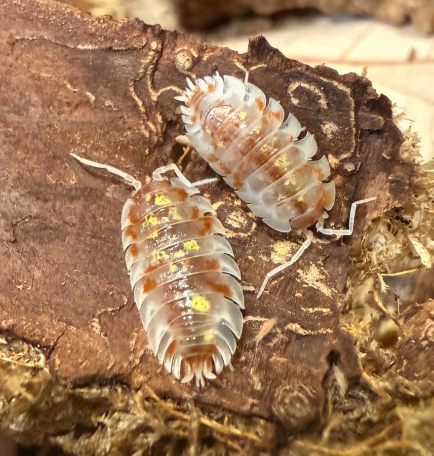 Oniscus asellus "orange Mardi Gras" isopods (10+ count)