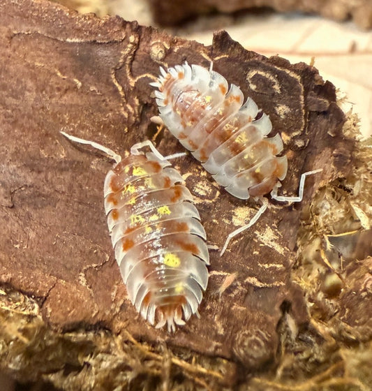 Oniscus asellus "orange Mardi Gras" isopods (10+ count)