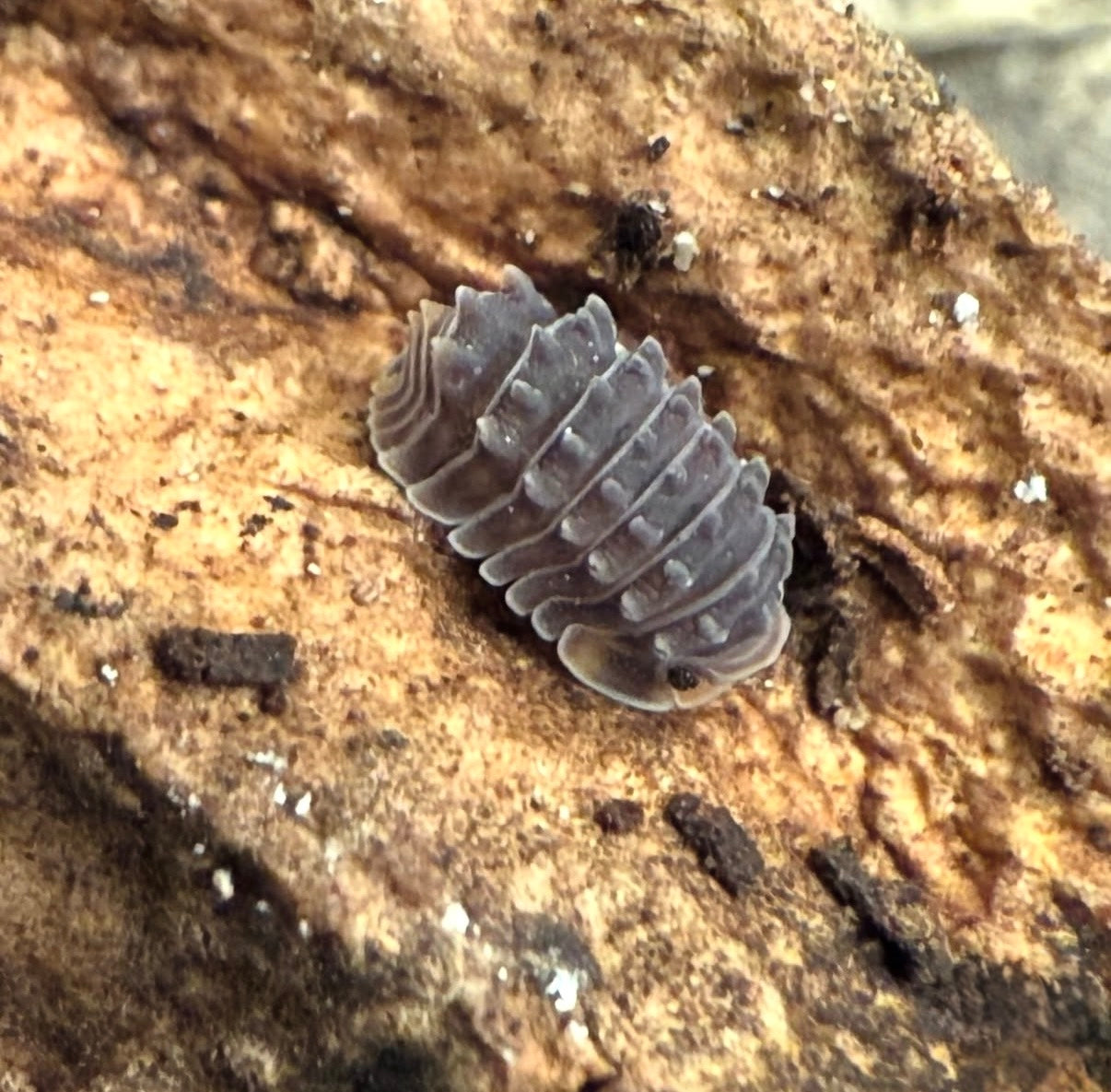Isopoda Sp. “Shiny Gator”