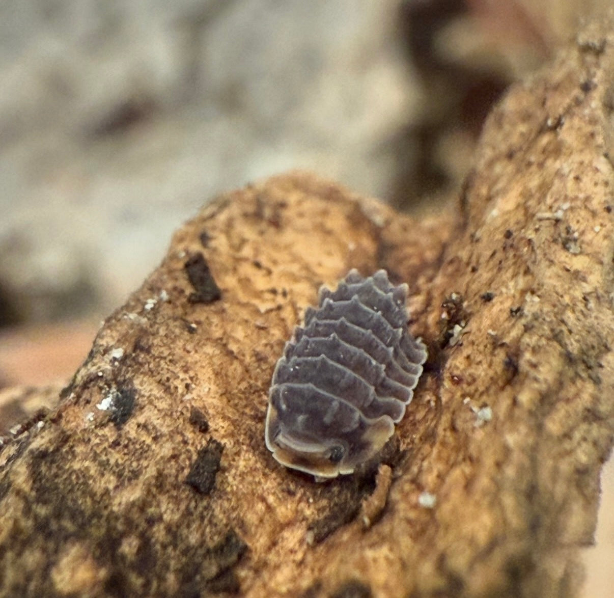 Isopoda Sp. “Shiny Gator”